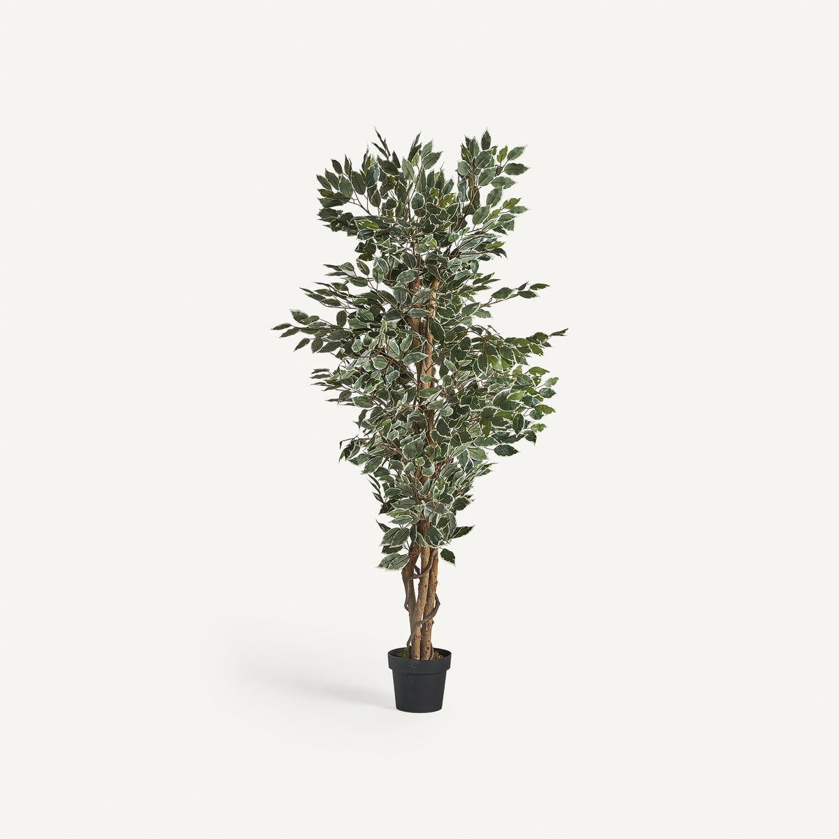 Ficus decorativ