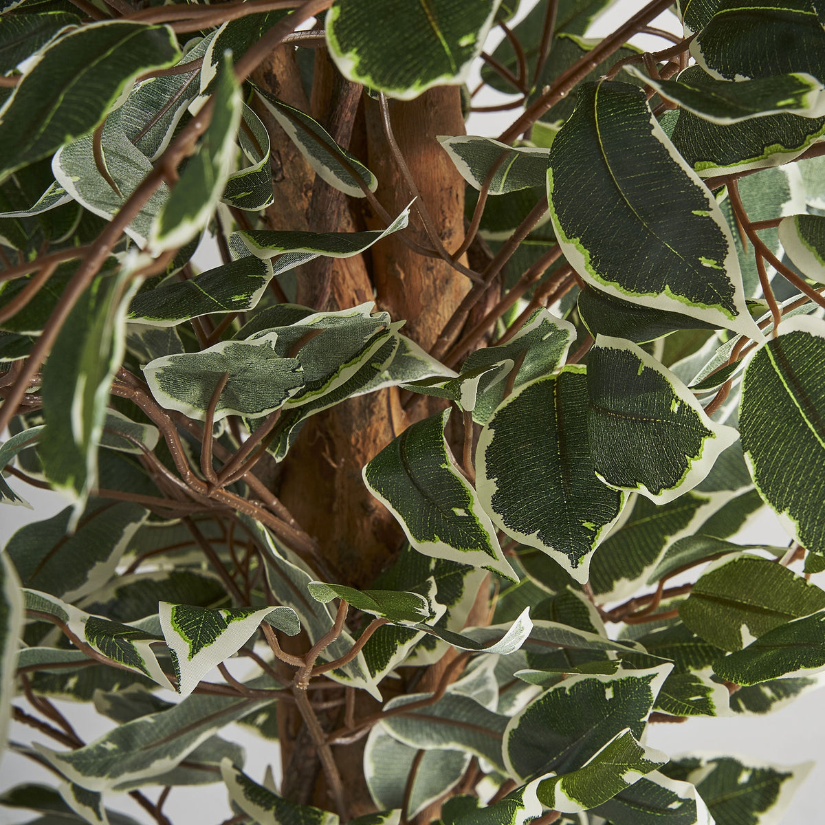 Ficus decorativ