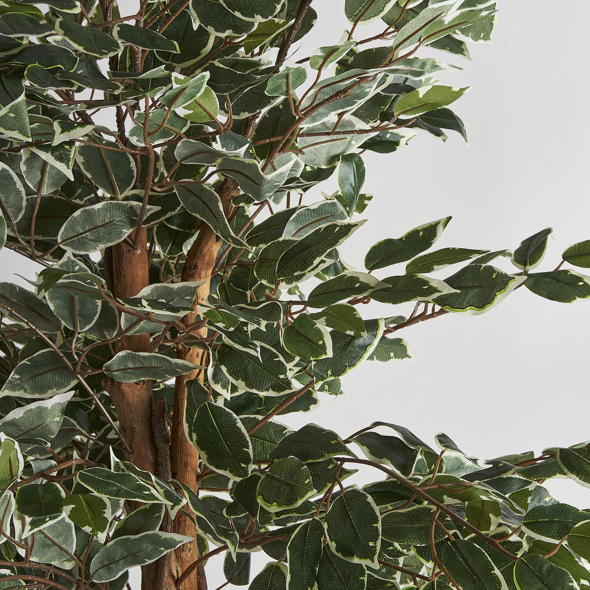Ficus decorativ