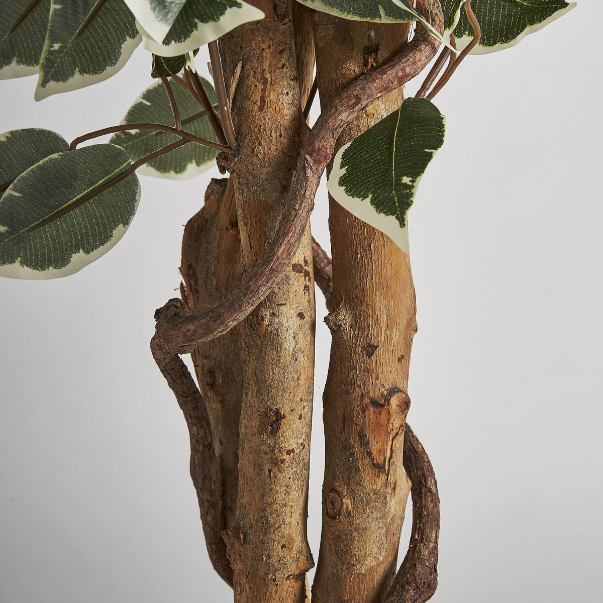 Ficus decorativ