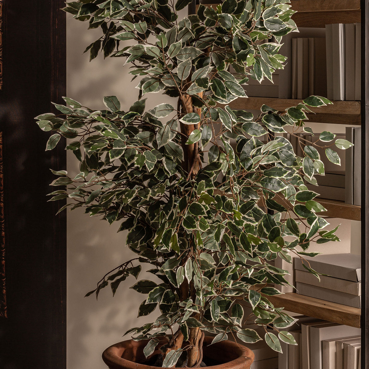 Ficus decorativ