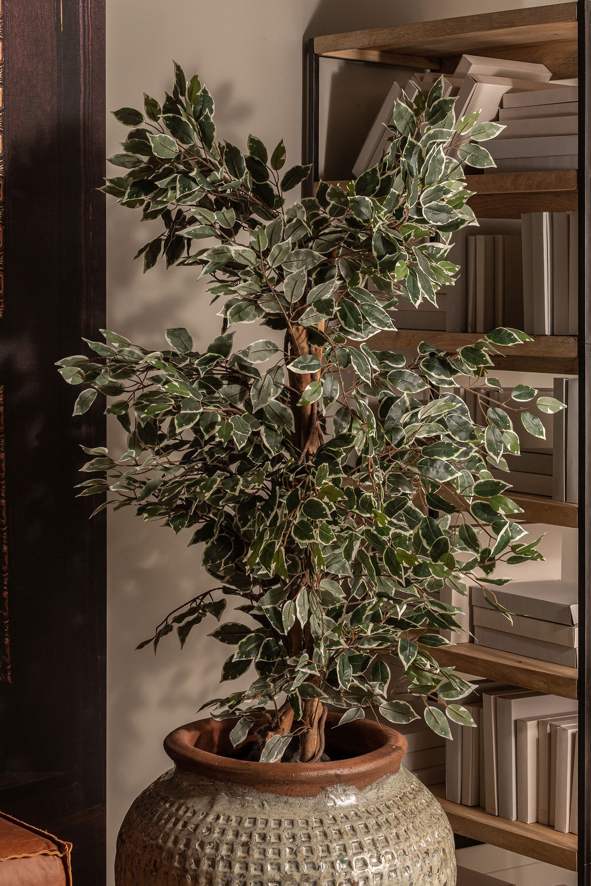 Ficus decorativ