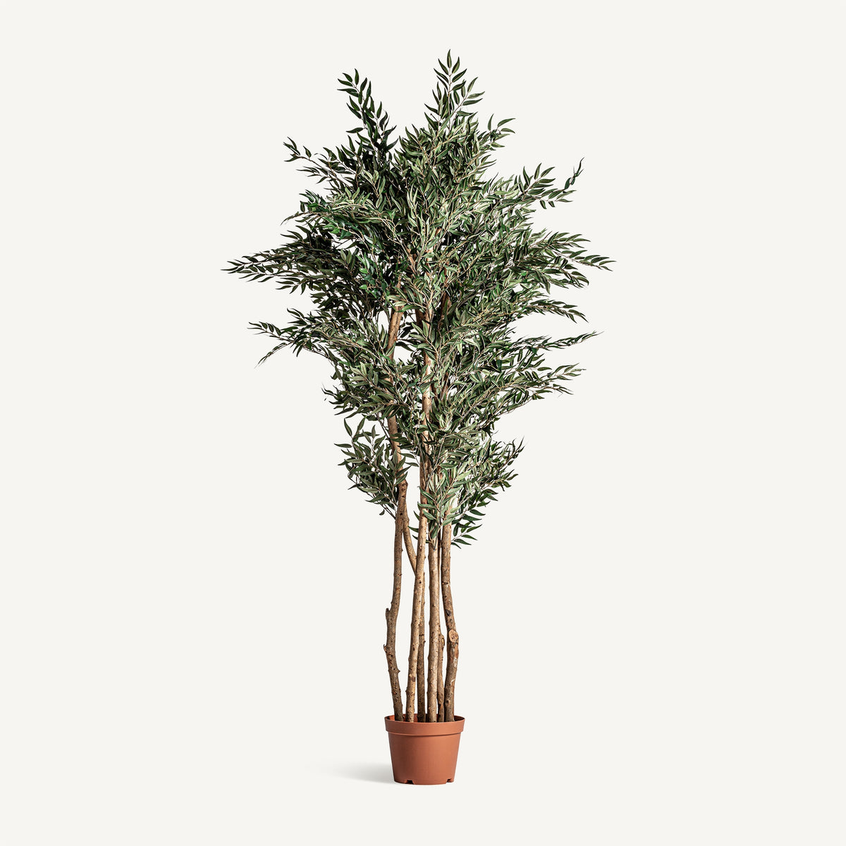 Planta decorativa Olivo