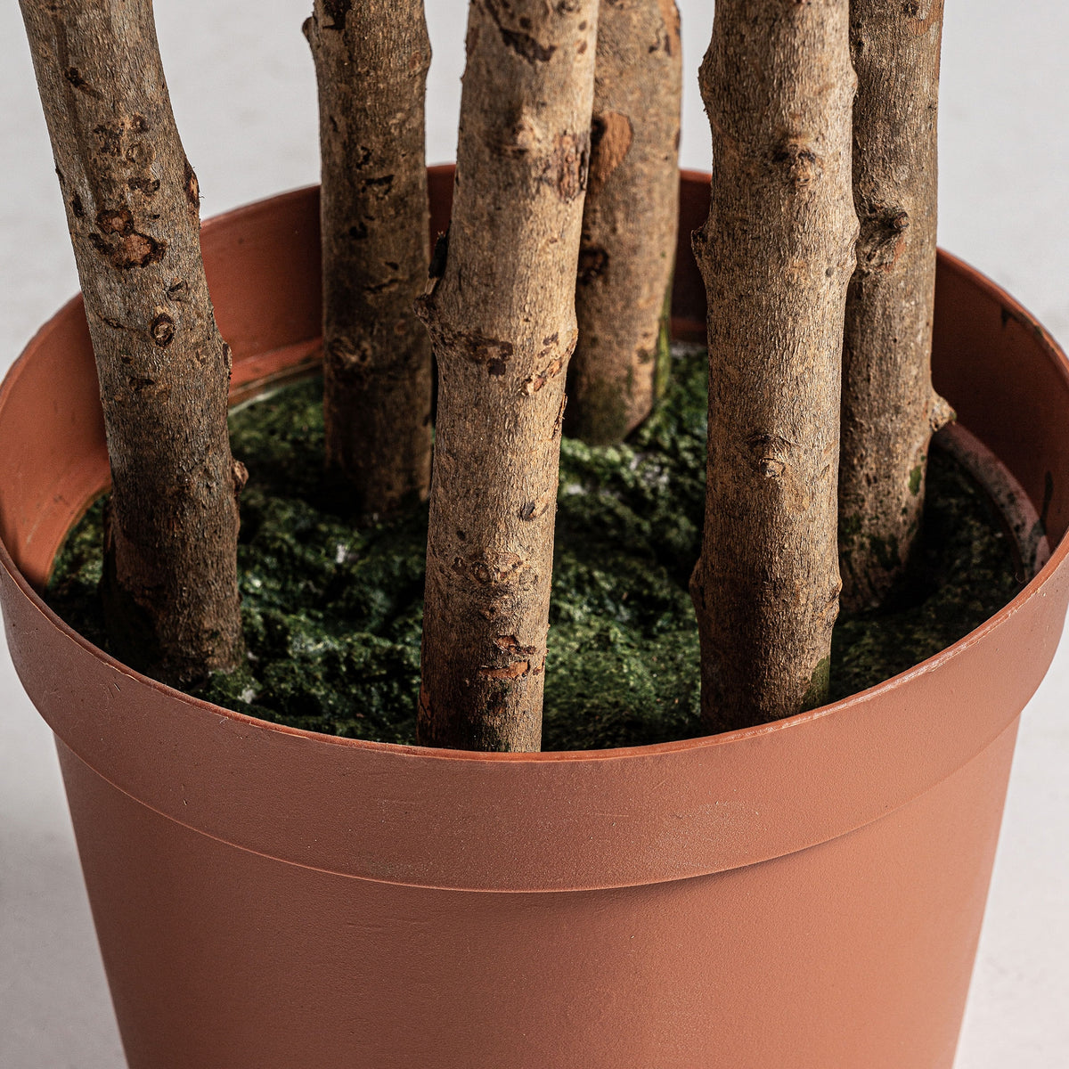 Planta decorativa Olivo
