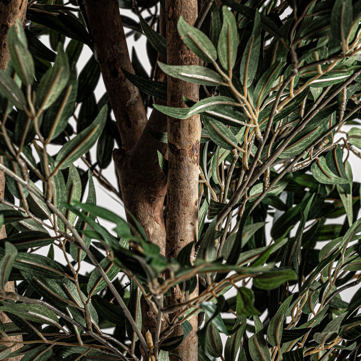 Planta decorativa Olivo