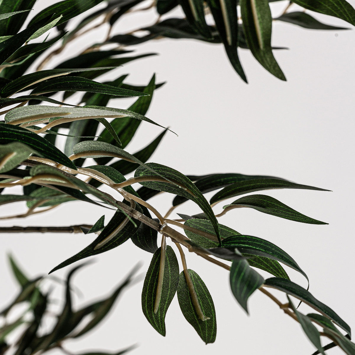 Planta decorativa Olivo