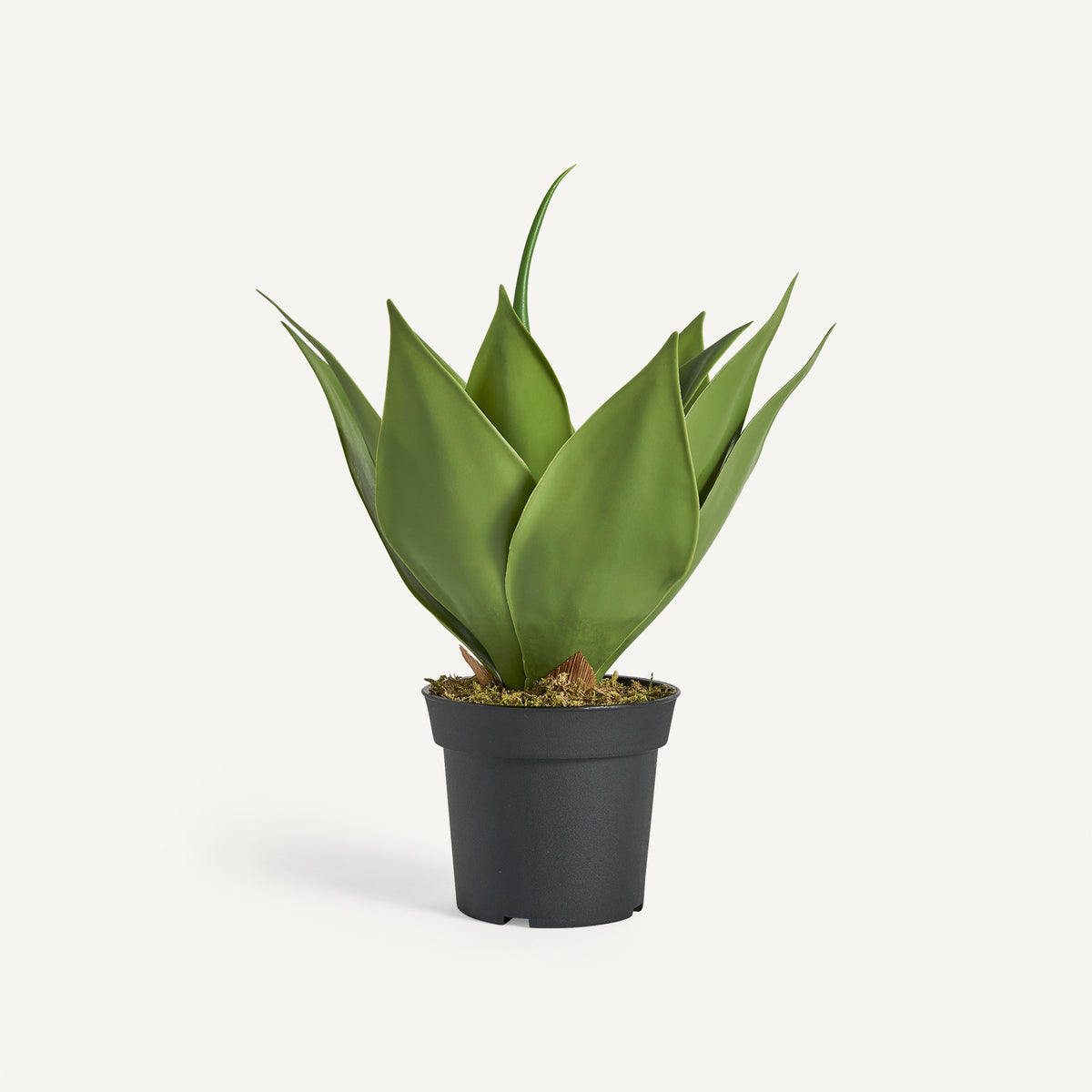 Planta decorativa LOTUS