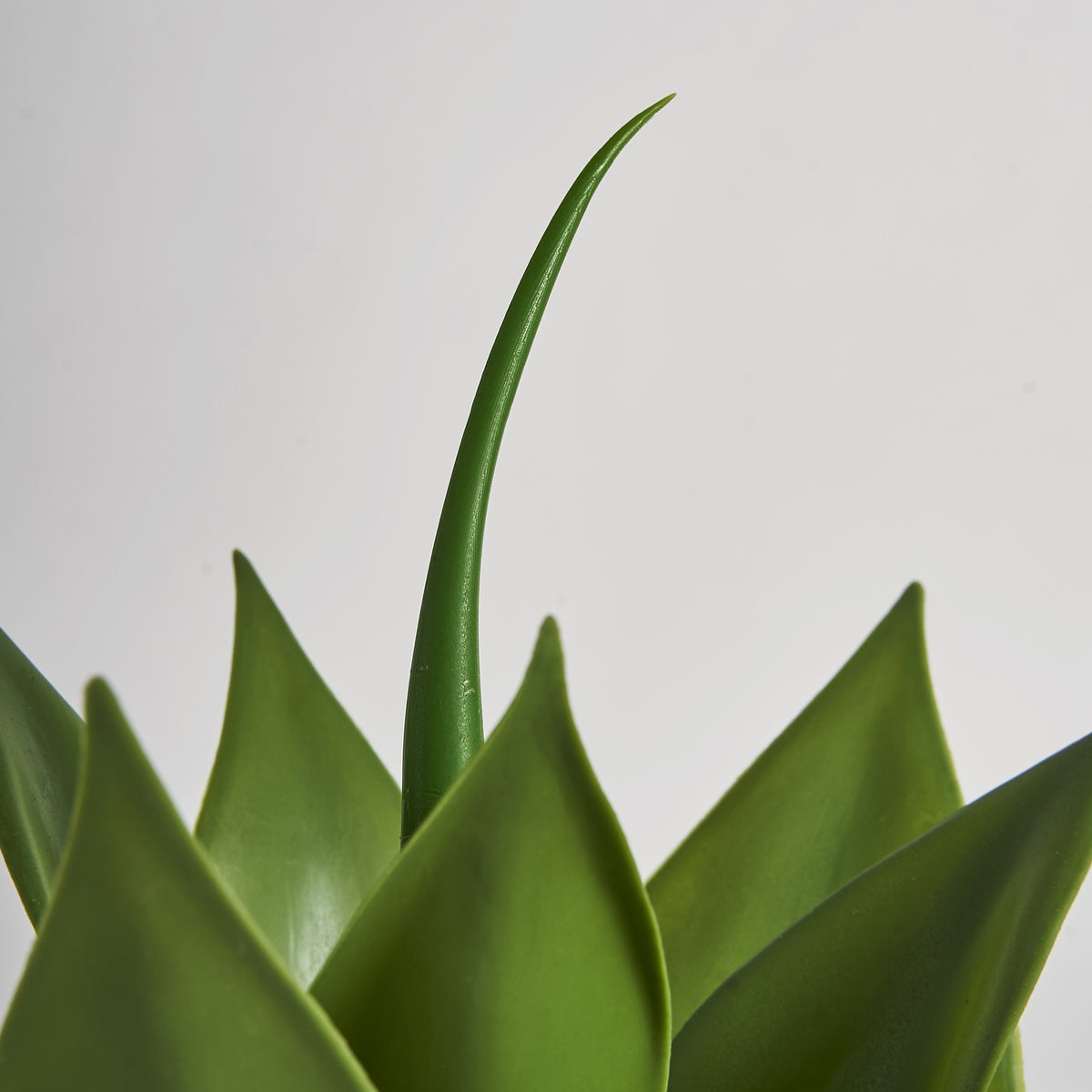 Planta decorativa LOTUS