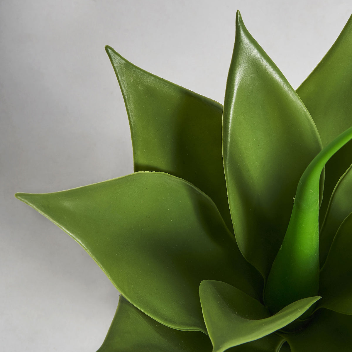 Planta decorativa LOTUS