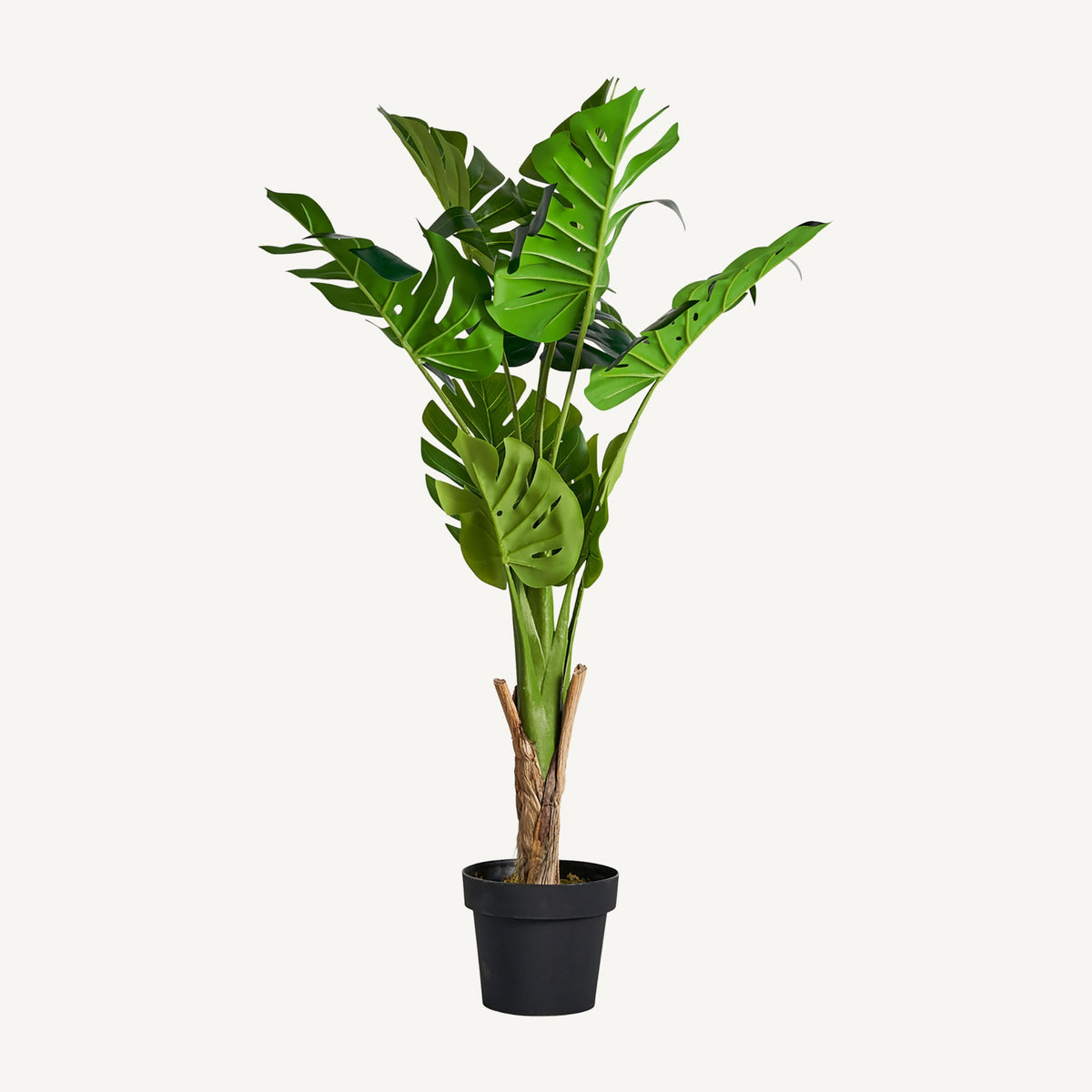 Planta decorative MONSTERA