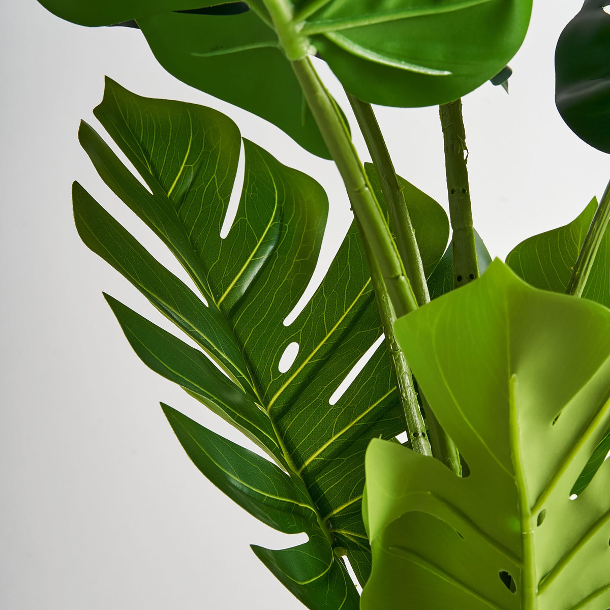 Planta decorative MONSTERA