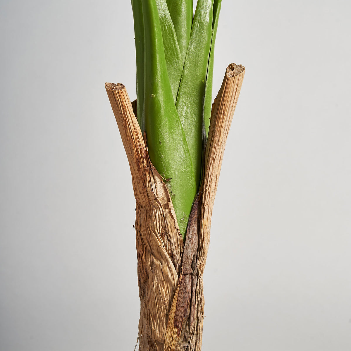 Planta decorative MONSTERA