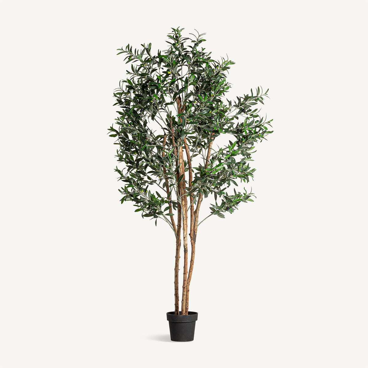 Planta decorativa Olivo