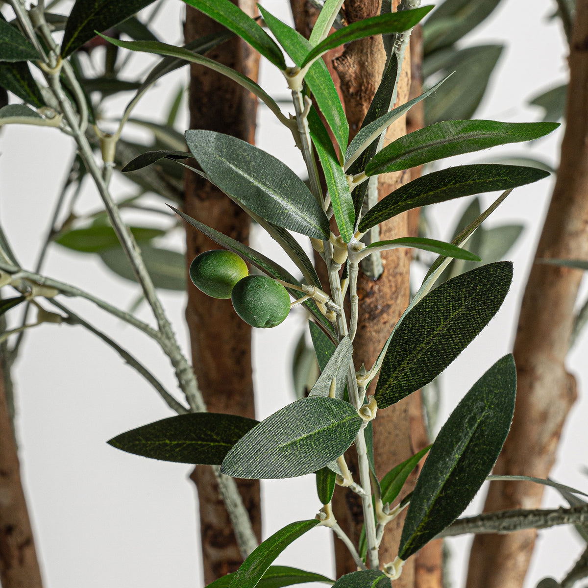 Planta decorativa Olivo