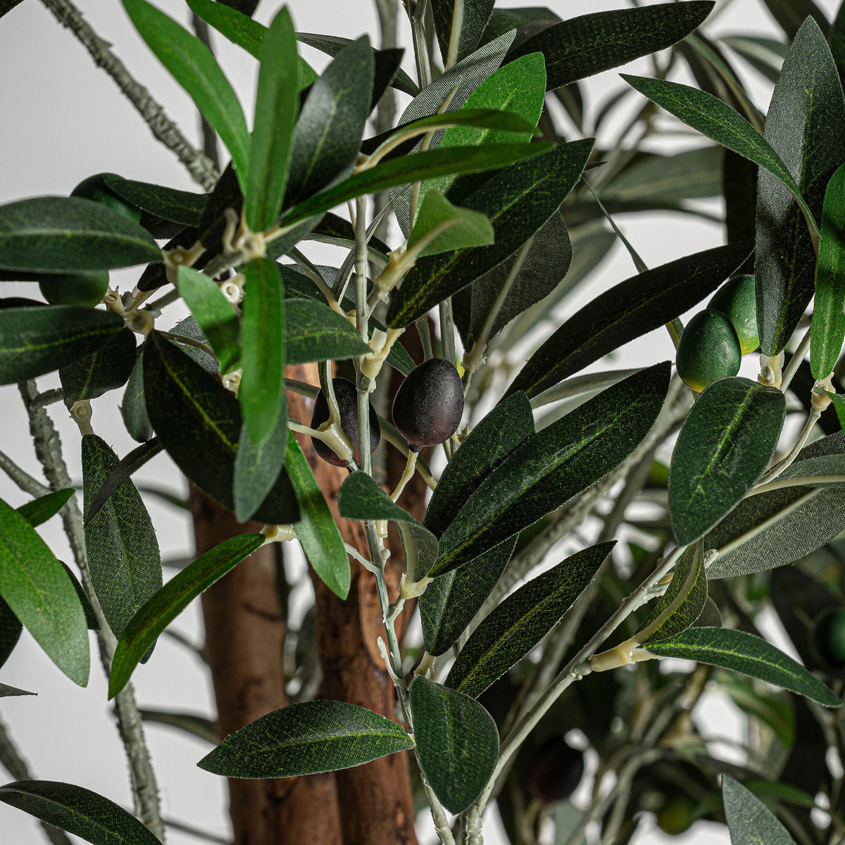Planta decorativa Olivo