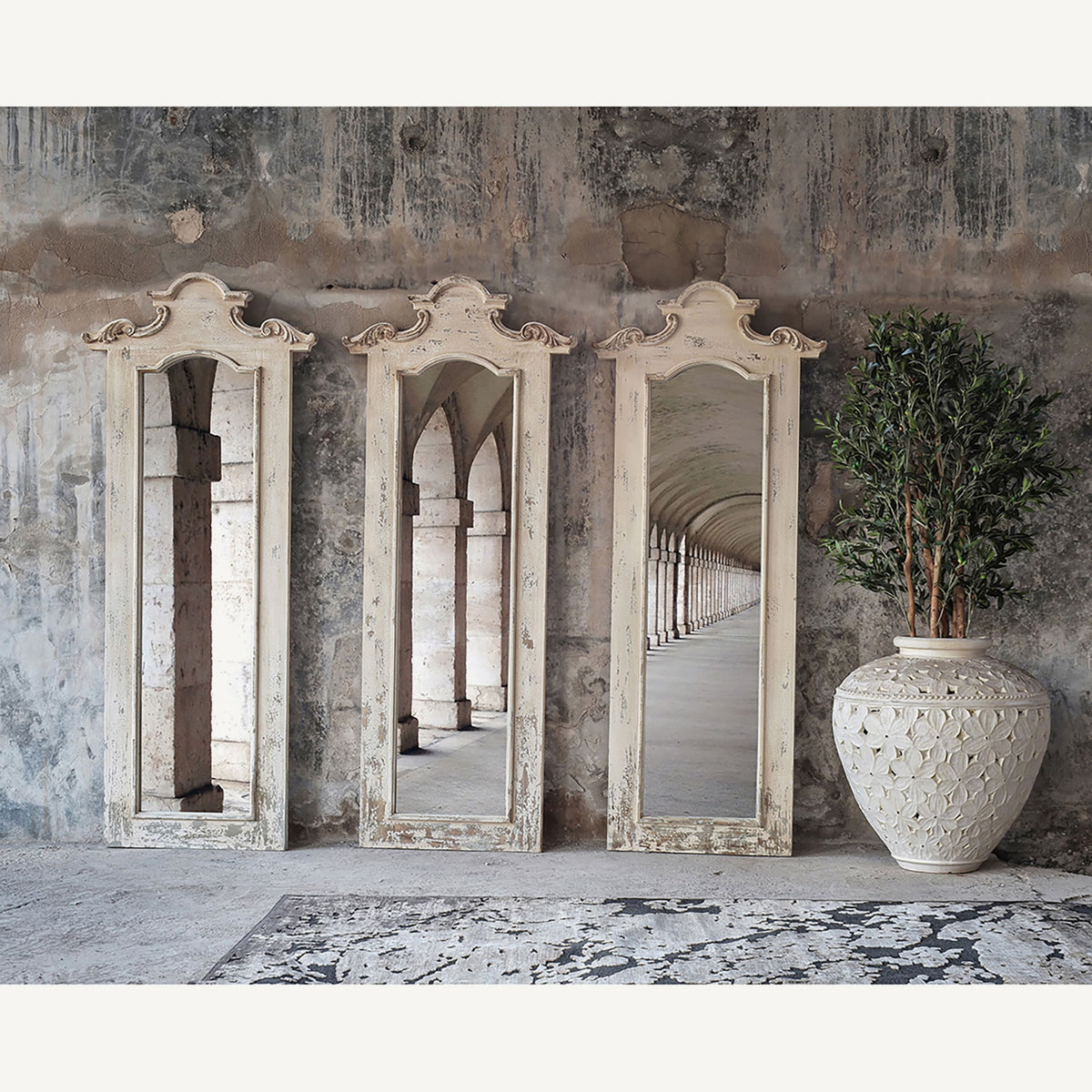 Planta decorativa Olivo