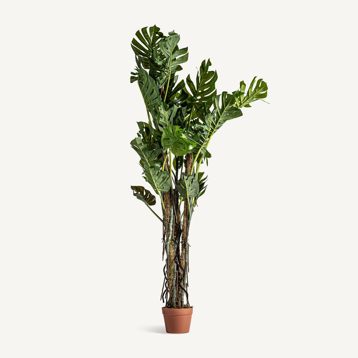 Planta decorativa  Split Philo