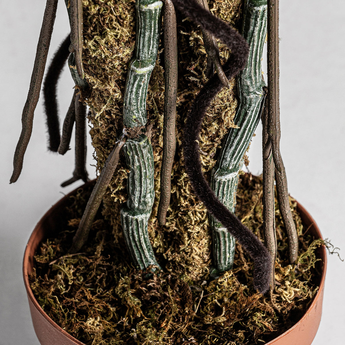 Planta decorativa  Split Philo