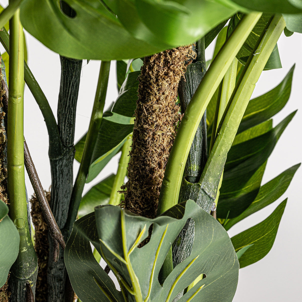 Planta decorativa  Split Philo
