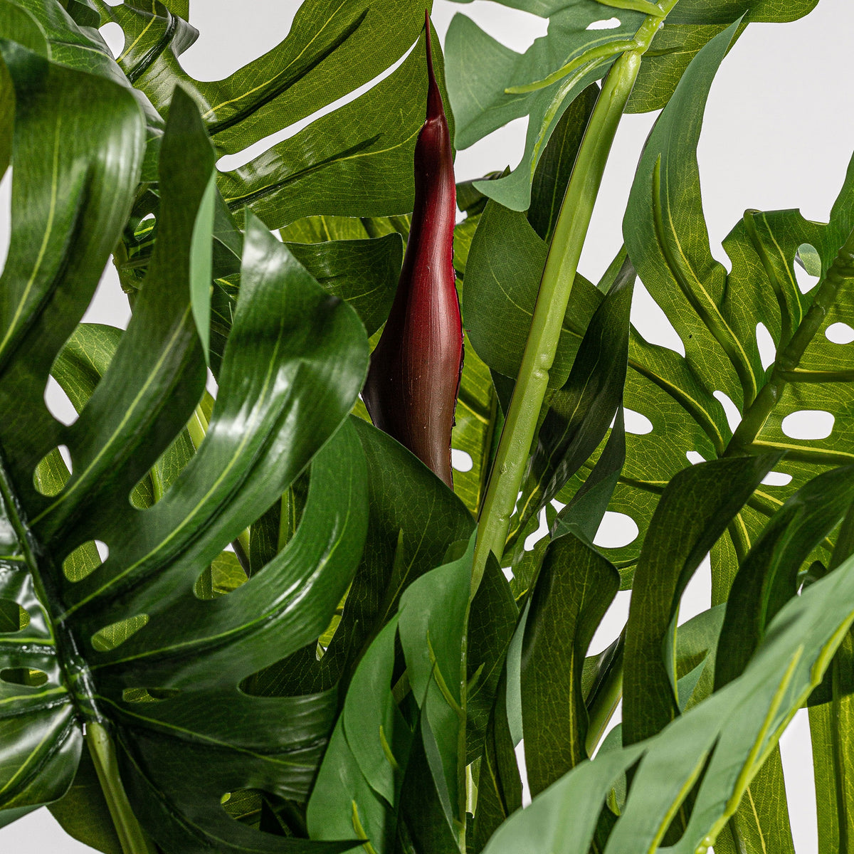Planta decorativa  Split Philo